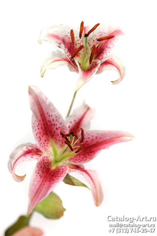 Pink lilies 2